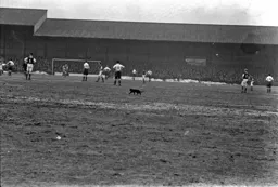 A black cat did not bring good luck to the Town!