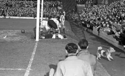 The dog trots away in delight after the Town have scored